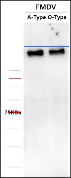 (NV-2102) FMDV M8-HRP Nanobody_썸네일.jpg