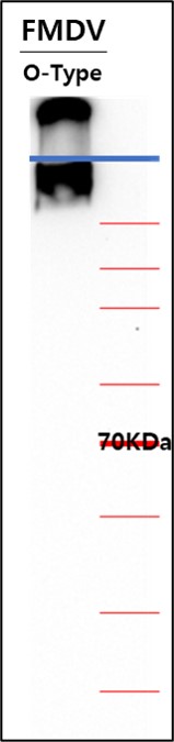 (NV-2105) FMDV-M23-HRP Nanobody_썸네일.jpg